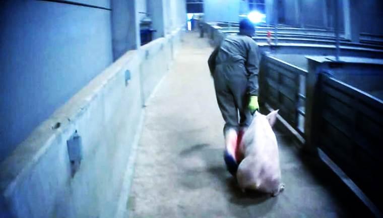 dierenmishandeling slachthuis Tielt (© Animal Rights | dwars)