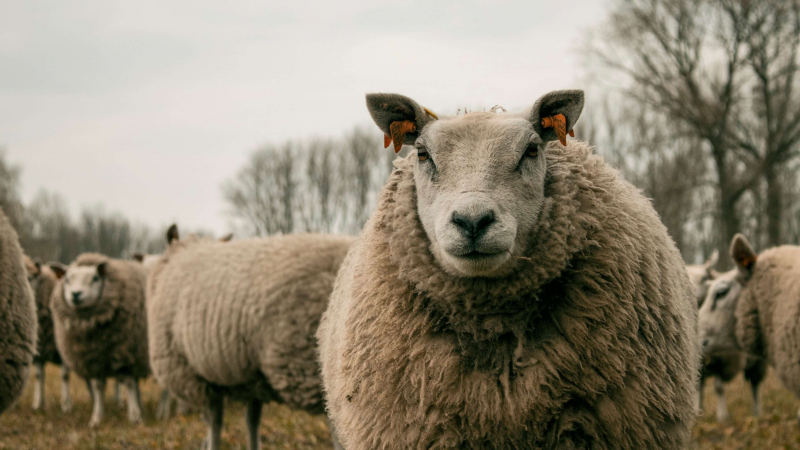 schaap