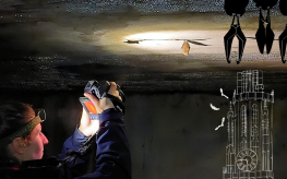 [VLEERMUIZEN OP CDE] (© [Ine Cuypers & Luc De Bruyn (extern)] | dwars)