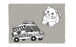  [BEESTENBOEL OP WIELEN] (© [Rabiatou Jalloh] | dwars) 