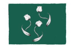 [WAAR ALLES DWARS EN KROM MAG ZIJN] (© [Silke Ramaekers] | dwars) 