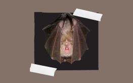 [BAT-WETER: WIE IS ER BANG VAN ALCOHOL?] (© [Luc De Bruyn] | dwars) 