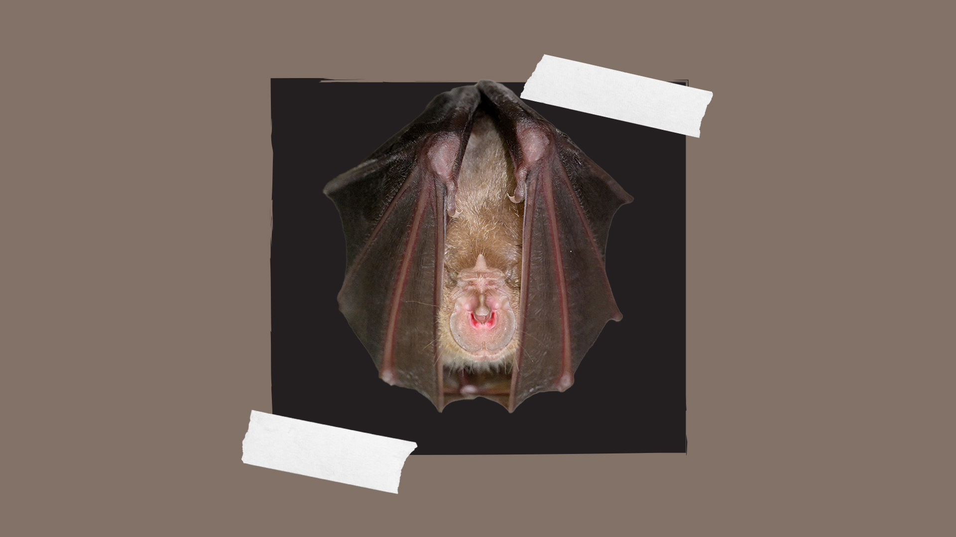 [BAT-WETER: WIE IS ER BANG VAN ALCOHOL?] (© [Luc De Bruyn] | dwars) 